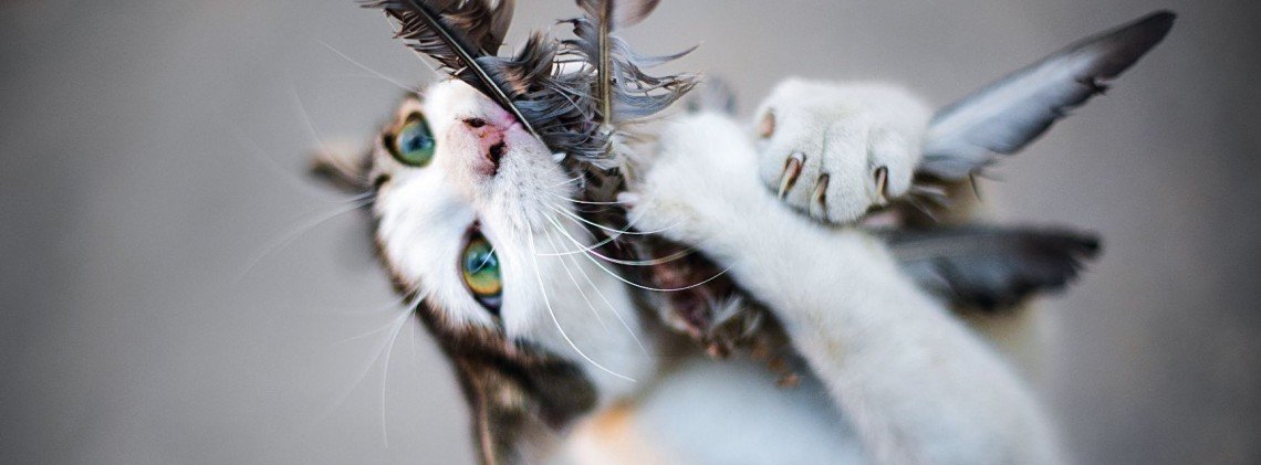 Le Mechant Proces Fait Aux Chats Le Mechant Proces Fait Aux Chats